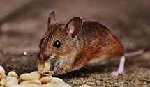 24 Hour & Emergency Exterminators in Upland, CA